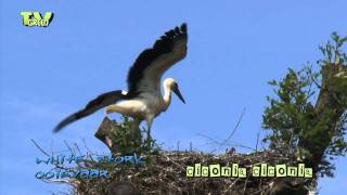 preview picture of video 'Vliegoefeningen jonge ooievaar - white stork - ciconia ciconia #10'