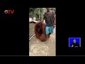 Viral Orangutan Masuk Desa Diduga Kelaparan Dan Minta Makanan BIS 10 06