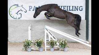 Jumping & movement
