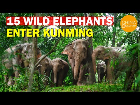 15 elefantes selvagens entram em Kunming
