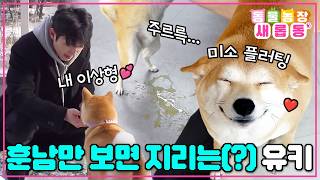 잘생긴 남자만 보면 지린다는 개