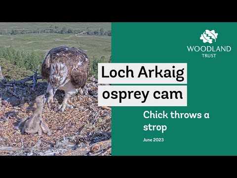 Chick throws a tantrum at Dorcha - Loch Arkaig Osprey Cam Highlights