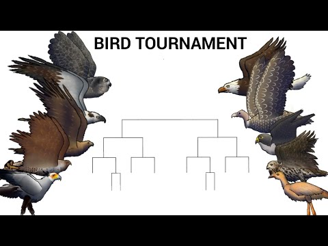 BIRD TOURNAMENT - ANIMATION