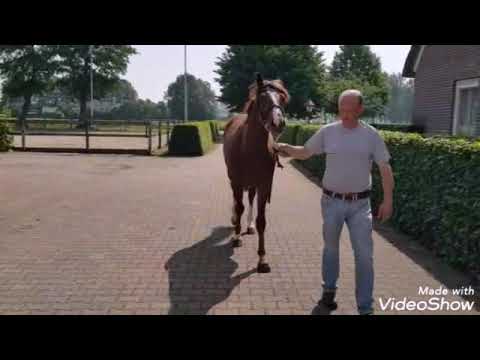 Contendro ll X Lordanos