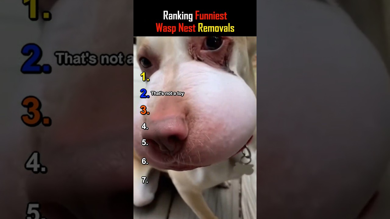 Ranking Funny Wasp Nest Removals