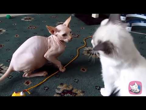 Best  funny fails compilation of Sphynx cats 2018