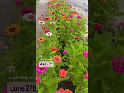 Zinnia Hedge🌸#zinnias #mygarden #flowergarden #garden #cottagegarden #gardentour