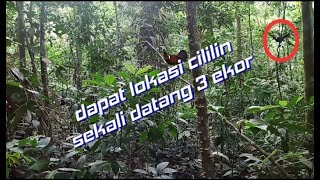 Download lagu sekali datang 3 ekor cililin mp3