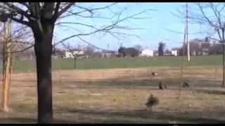 In giro per le campagne con attrezzi, bici e conigli rubati