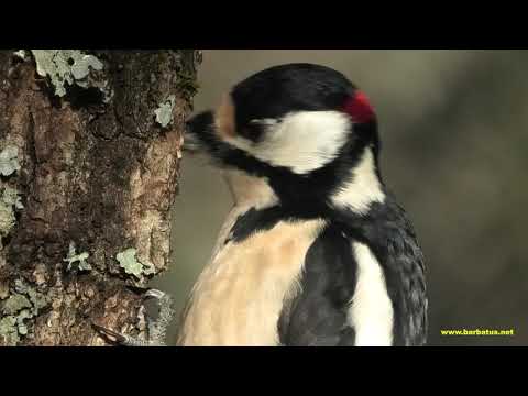 PICO PICAPINOS | GREAT SPOTTED WOODPECKER | Dendrocopos