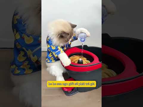 Chú mèo trả thù sen vì sen kiệt sỉ 🐟❤️