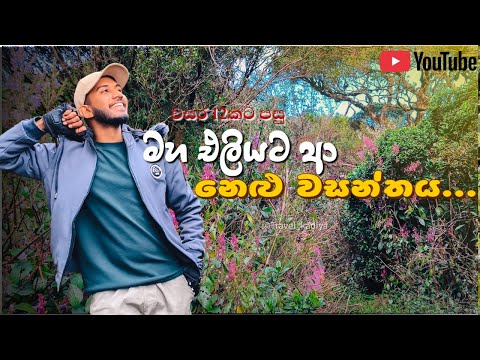 🌸 Nelum (Nelu) Flowers |Beauty of Sri Lanka’s Nature! 🌿|වසර 12කට පසු මහ එලියට ආ නෙළු වසන්තය ...