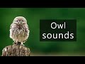 Sounds Of The Little Owl