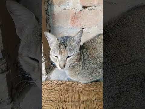 good mornig#subscribe #shortvideo