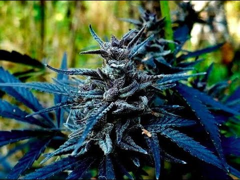 Real Cannabis Talk- Strain- Strain Strain talk with JR and Mr Happy