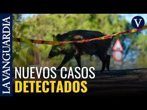 Detectats els dos primers casos de pesta porcina africana fora de la zona zero
