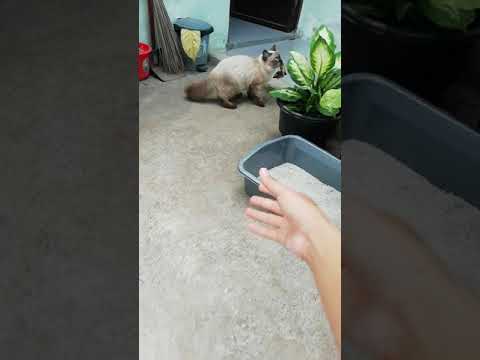 So clever! this Siamese cat play fetch like a dog