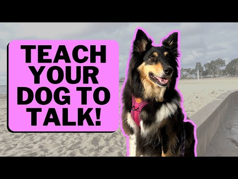 How to Teach your DOG to TALK - Using buttons!