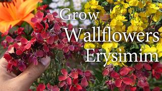 Download lagu Erysimum / Wallflower Plant Care. How To Grow & Care. Hardy Fragnant Flowering Plant mp3