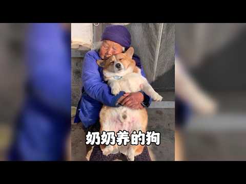 奶奶養的狗為什麼總是特別胖？揭秘有一種餓叫奶奶覺得你餓的爆笑真相 #奶奶養的狗 #胖狗 #拉布拉多 #乾飯狗 #寵物日常