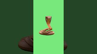 Download lagu Green screen king cobra effects (footage) 4k [copyright free] #greenscreen #animation #chromakey mp3