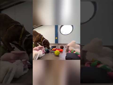 SHELTER DOGS PICKING OUT THEIR CHRISTMAS TOYS 2022 | AWW CLIPS | #SHORTS