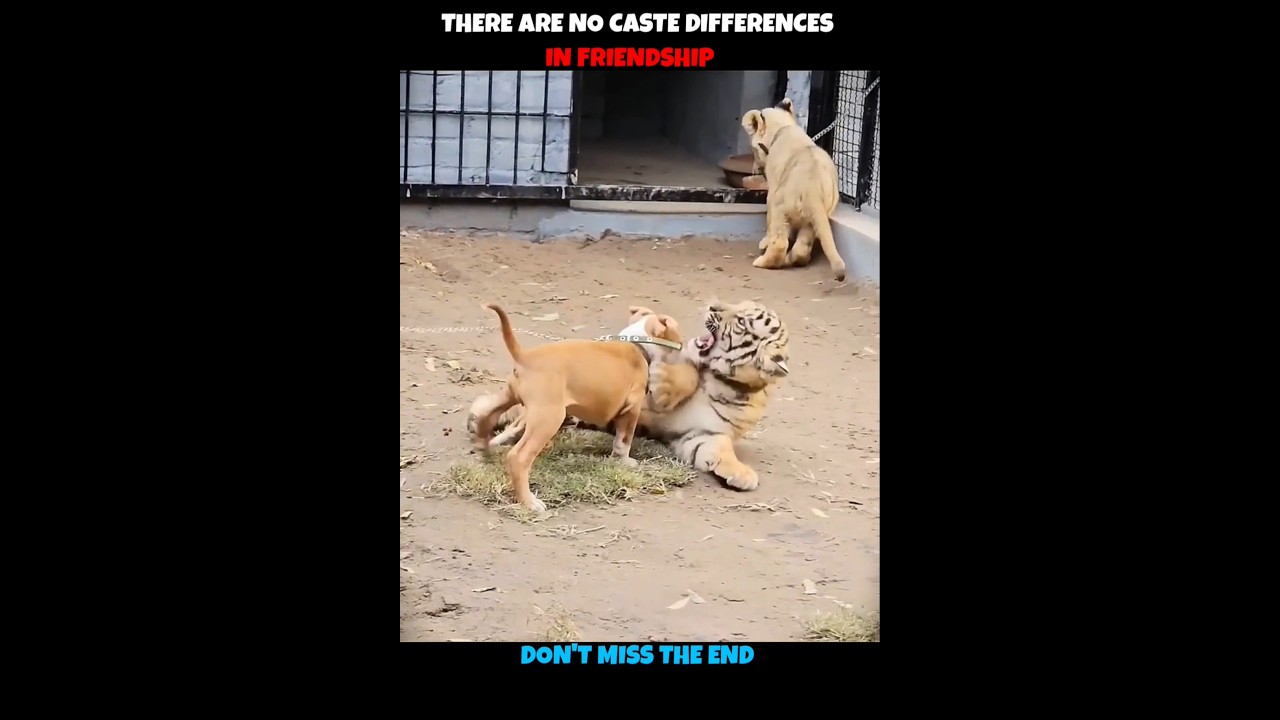 They Are Friends From Childhood #viralshorts #viralytshorts #shorts #animalshorts #ytshorts #animal