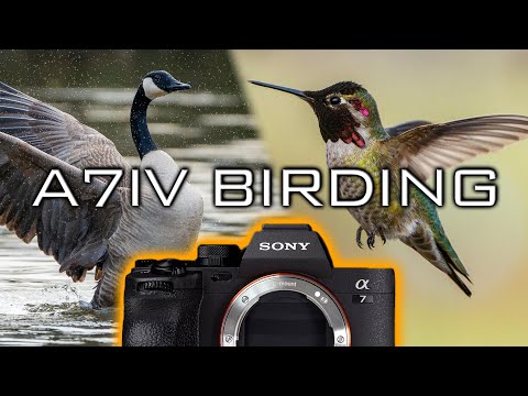 Bird Photography with the Sony A7IV // Review & Settings Tips