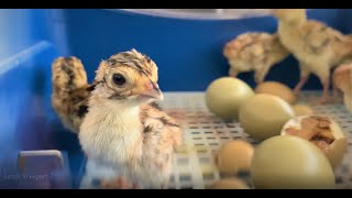 Borotto® Lumia 16 Automatic Egg Incubator