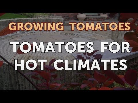 Is Vinegar Good for Tomato Plants