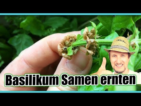 Basilikum Samen ernten ☀ So einfach geht's mit der Vermehrung