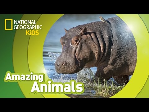 Hippo | Amazing Animals