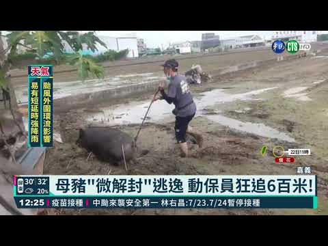 母豬"微解封"逃逸 動保員狂追6百尺!