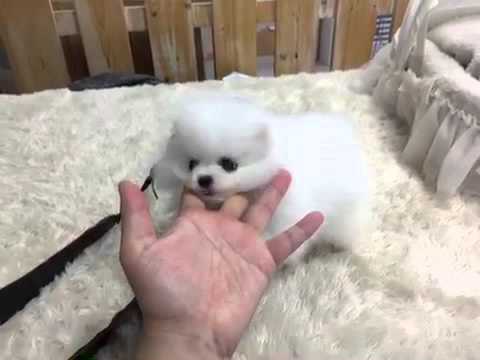 The fluffiest Pome puppy youll even seen!!