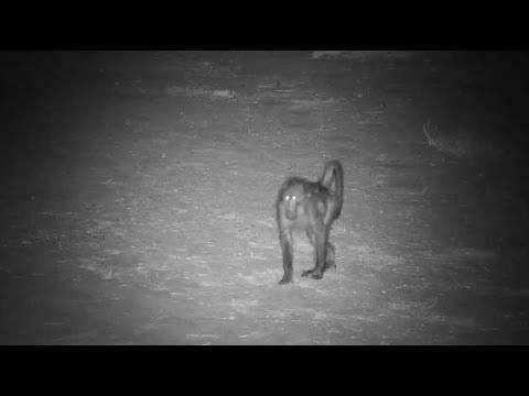 Djuma: Leopard-Luna female stalking a Baboon walking at night - 20:03 - 10/30/19