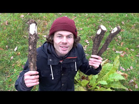 Horseradish: A plant-based antibiotic? - Location, characteristics, ingredients, studies, history