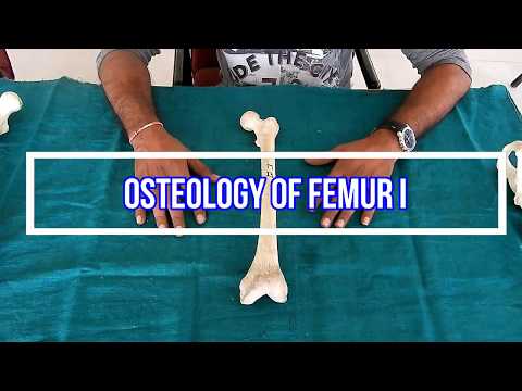 Osteology of femur II Side side determination | Anatomical Position | Attachments | Applied