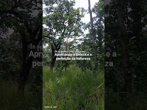 CONEXÃO COM A NATUREZA 🍃#conexaocomanatureza #shortsvideo #minasgerais #igarapé