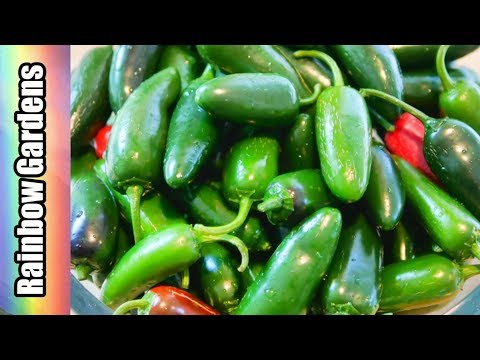 How Many Jalapenos in a Pound? [Comprehensive Answer] - CGAA.org