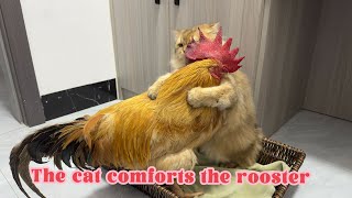 so cute😊.Funny cat suddenly hugged the rooster tightly for fear that the rooster would run away!