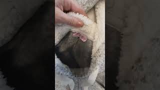 Balík 430, Levný dámský mix, 10 kg, 1 jakost