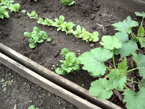 Allotment Nightmare Episode 4 July 17 2012