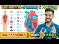 Fundamentals Of Anatomy And Physiology In Sports Class 11 Unit 7 FREE Notes
