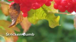 Peter Mayer "One More Circle" music video