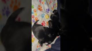 Chipoo Puppies Videos