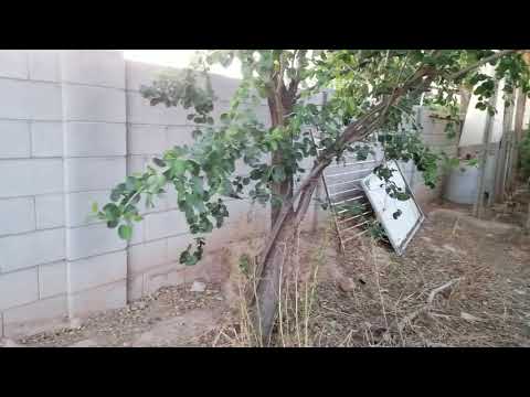 Growing Indian Green Jujube in Phoenix AZ
