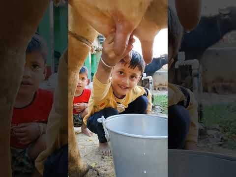 choti choti gaiya ttyu ft #love #song #funny
