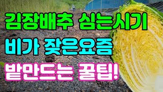 김장배추밭만들기 2탄 / 김장배추 심는시기 / 이걸 사용하면 꿀통배추 예방된데요.