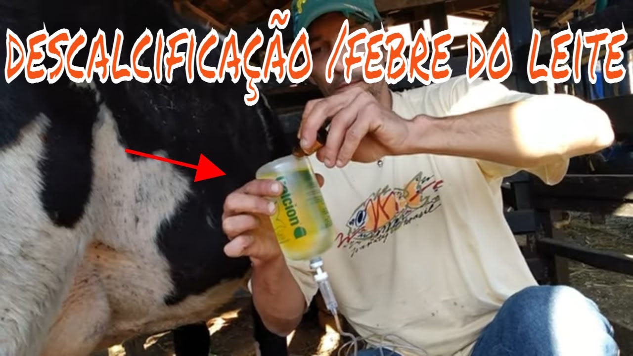 Hipocalcemia em vacas leiteiras (febre do leite) , aplicando soro na veia e potenay B12