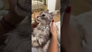 🔥 Maine Coon oder norwegische Waldkatze? 🔥